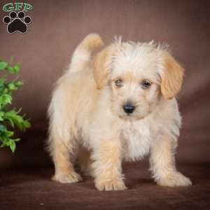 Francis, Westiepoo Puppy