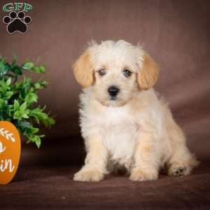 Francis, Westiepoo Puppy