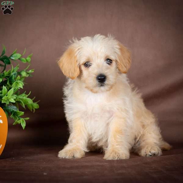 Francis, Westiepoo Puppy