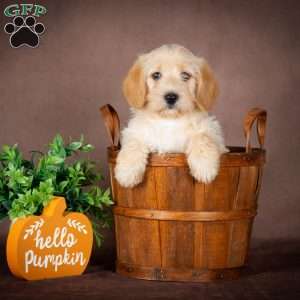 Franklin, Westiepoo Puppy