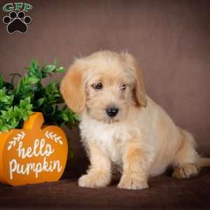 Franklin, Westiepoo Puppy
