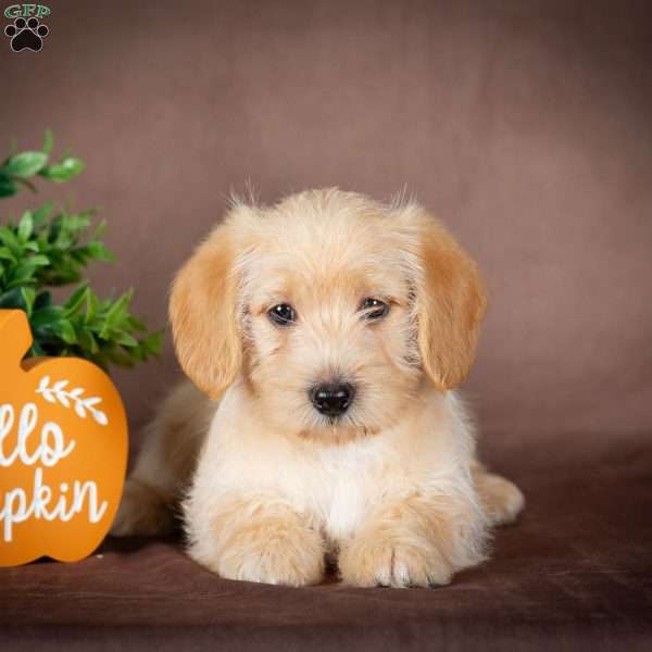 Franklin, Westiepoo Puppy