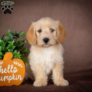 Franklin, Westiepoo Puppy