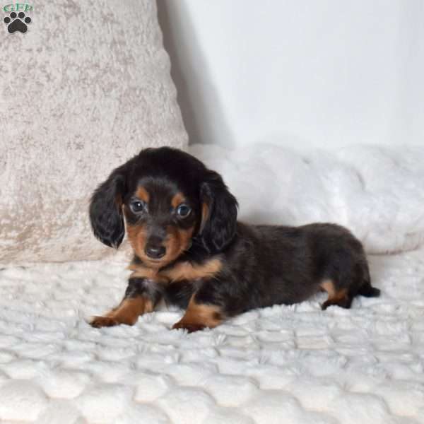 Franklin, Dachshund Puppy