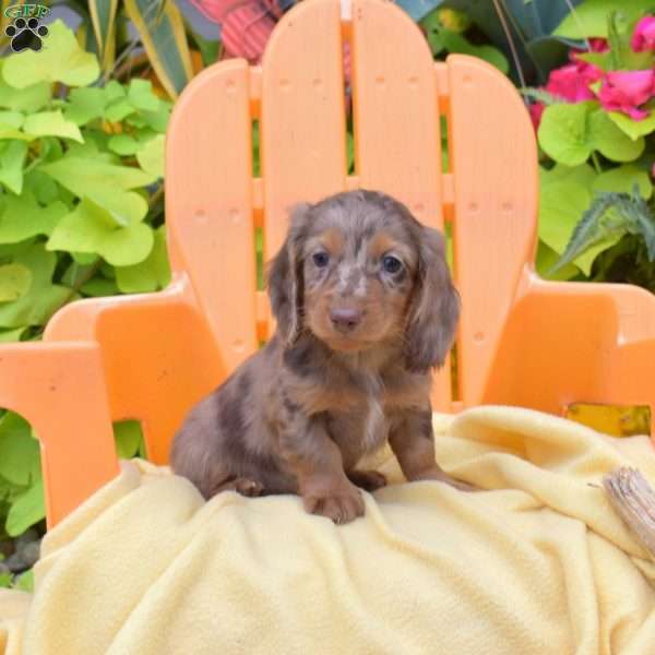 Franklin, Dachshund Puppy