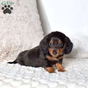 Franklin, Dachshund Puppy