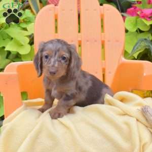 Franklin, Dachshund Puppy