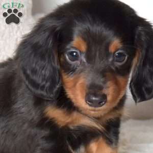 Franklin, Dachshund Puppy