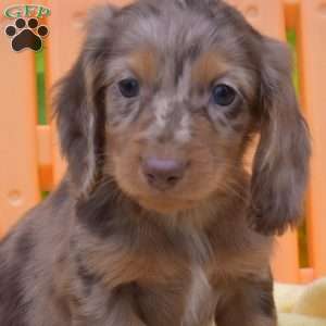 Franklin, Dachshund Puppy