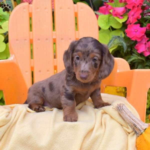 Freckles, Dachshund Puppy