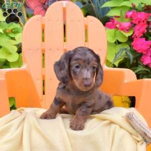 Freckles, Dachshund Puppy