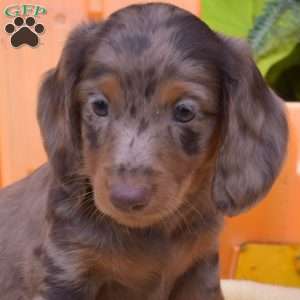 Freckles, Dachshund Puppy