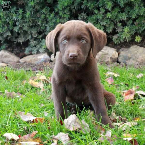 Freddie, Chocolate Labrador Retriever Puppy