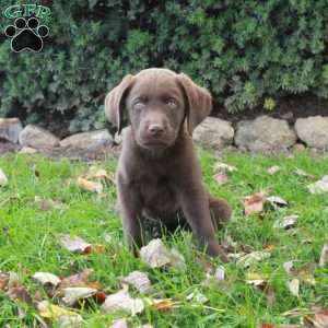 Freddie, Chocolate Labrador Retriever Puppy