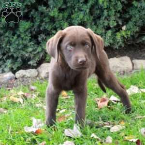 Freddie, Chocolate Labrador Retriever Puppy
