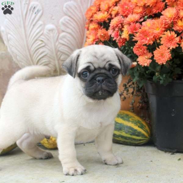 Frederick, Pug Puppy