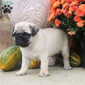 Frederick, Pug Puppy
