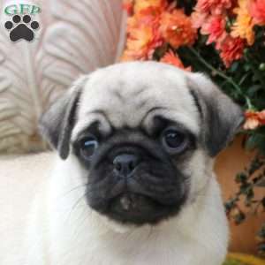 Frederick, Pug Puppy