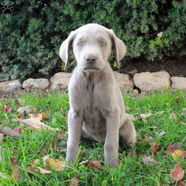Freya, Silver Labrador Retriever Puppy