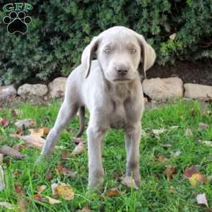 Freya, Silver Labrador Retriever Puppy