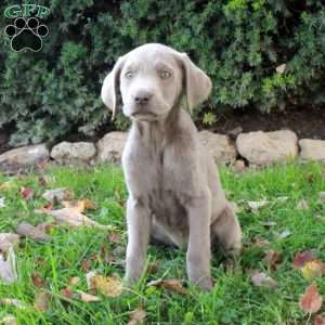 Freya, Silver Labrador Retriever Puppy