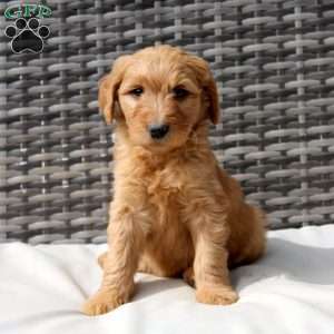 Freya, Goldendoodle Puppy