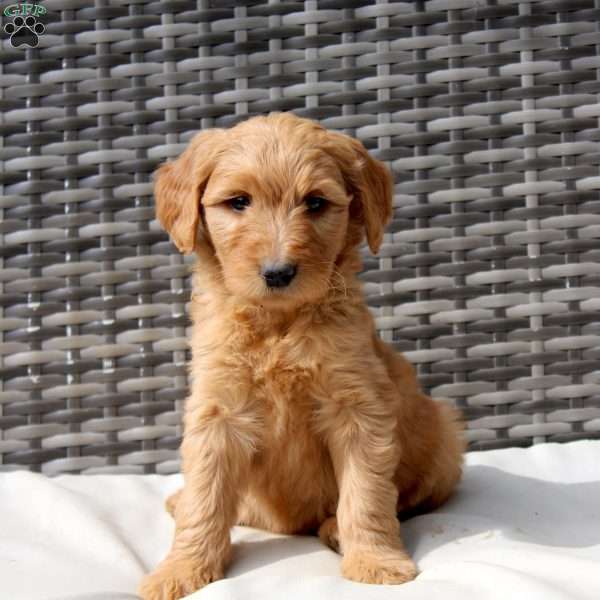 Freya, Goldendoodle Puppy