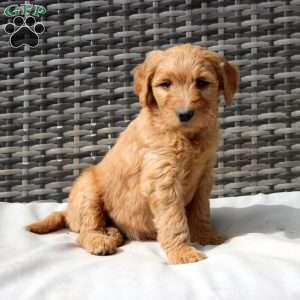 Freya, Goldendoodle Puppy