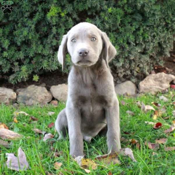 Frisco, Silver Labrador Retriever Puppy