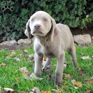 Frisco, Silver Labrador Retriever Puppy