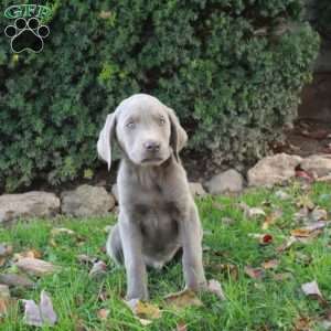 Frisco, Silver Labrador Retriever Puppy