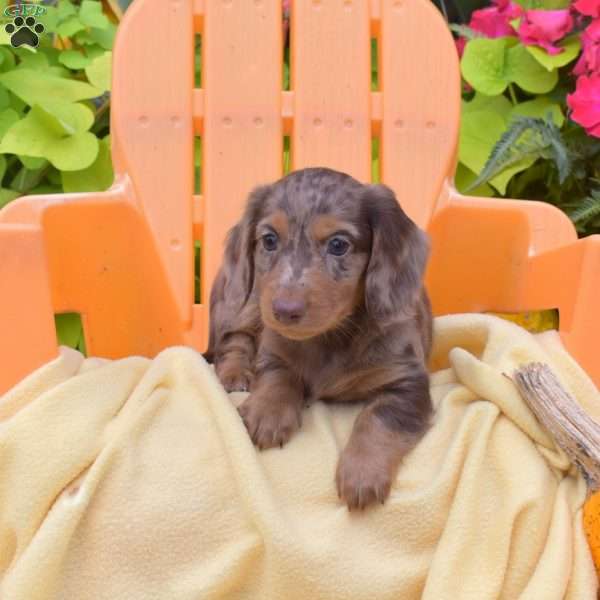 Fritter, Dachshund Puppy
