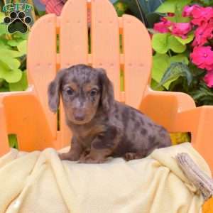 Fritter, Dachshund Puppy
