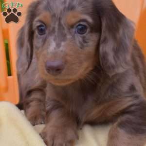 Fritter, Dachshund Puppy