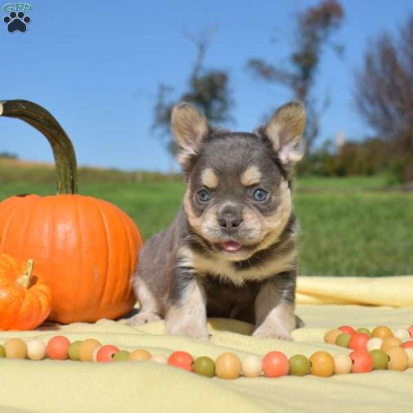Frost – Fluffy, French Bulldog Puppy
