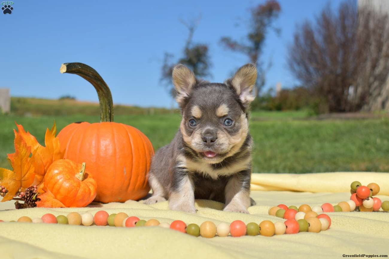 Frost (French Bulldog, Male) in Christiana, PA