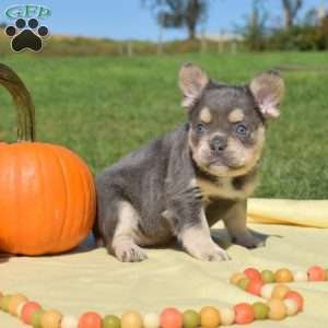 Frost – Fluffy, French Bulldog Puppy