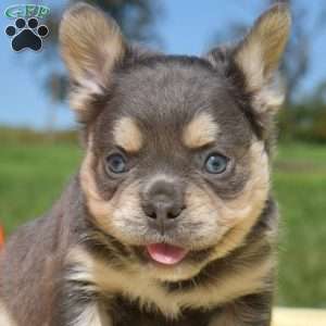 Frost – Fluffy, French Bulldog Puppy