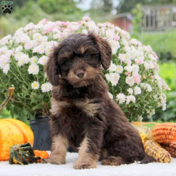 Fudge, Cavapoo Puppy