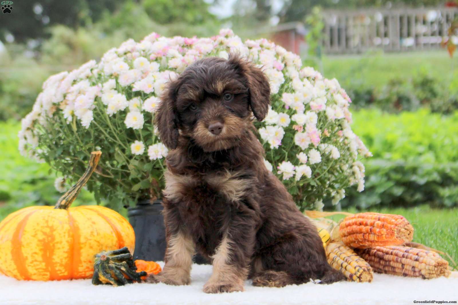 Fudge (Cavapoo, Male) in Lititz, PA