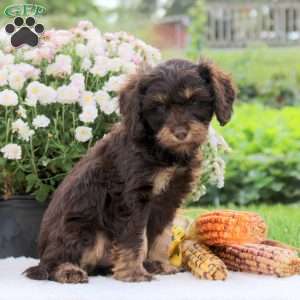 Fudge, Cavapoo Puppy