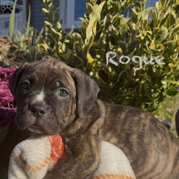 Rogue, Cane Corso Mix Puppy