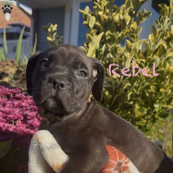 Rebel, Cane Corso Mix Puppy