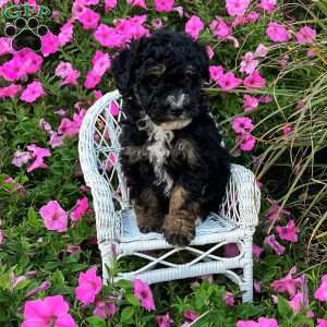 Parker, Mini Bernedoodle Puppy