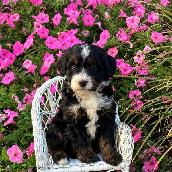 Paige, Mini Bernedoodle Puppy
