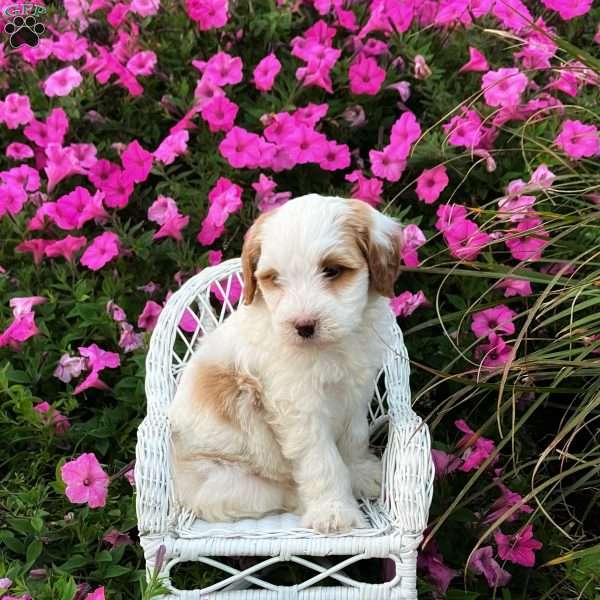 Paisley, Mini Bernedoodle Puppy