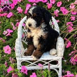 Paris, Mini Bernedoodle Puppy