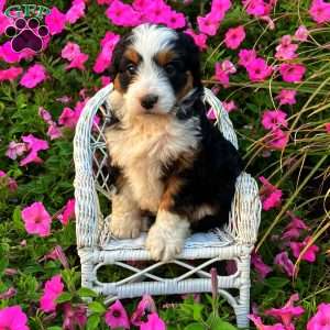 Patience, Mini Bernedoodle Puppy
