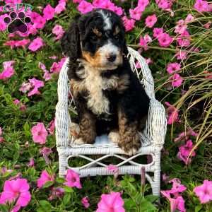 Pearl, Mini Bernedoodle Puppy