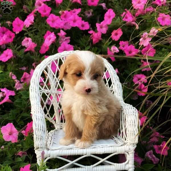 Pixie, Mini Bernedoodle Puppy